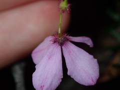 Tetratheca ericifolia