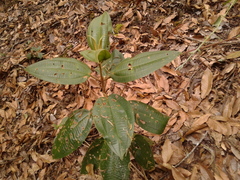 Miconia biappendiculata