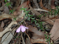 Tetratheca ericifolia