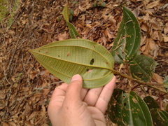 Miconia biappendiculata