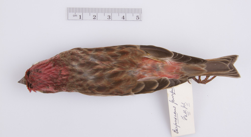 Purple Finch (Brewster's Field Notes: Concord, MA. March, 1892 ...