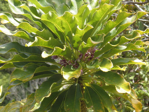Cyanea coriacea, 2011-09-06