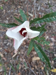 Hibiscus heterophyllus