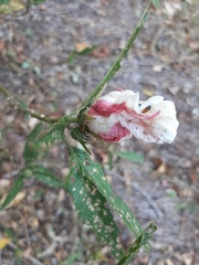 Hibiscus heterophyllus