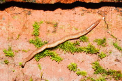 Argonemertes australiensis