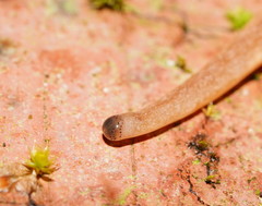 Argonemertes australiensis