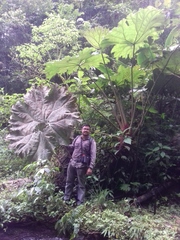 Gunnera mexicana