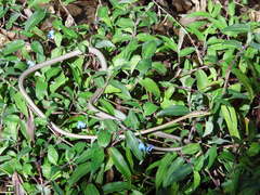 Oxybelis microphthalmus