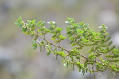 Larrea nitida