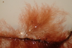 Callithamnion corymbosum