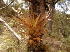 Tillandsia biflora