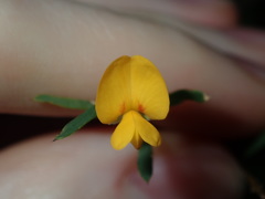 Pultenaea blakelyi