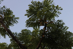 Stryphnodendron adstringens