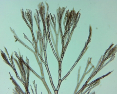 Callithamnion corymbosum