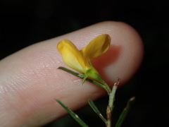 Pultenaea blakelyi