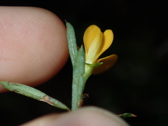 Pultenaea blakelyi