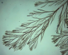 Callithamnion corymbosum