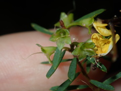 Pultenaea blakelyi