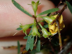 Pultenaea blakelyi