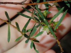 Pultenaea blakelyi
