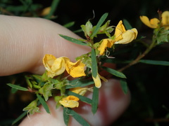 Pultenaea blakelyi