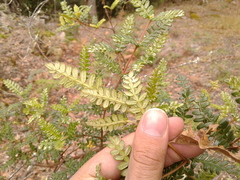 Weinmannia tomentosa