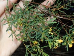 Pultenaea blakelyi