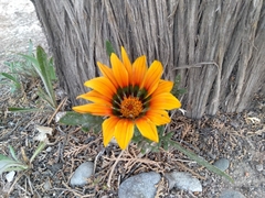 Gazania
