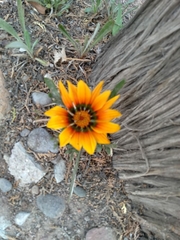Gazania
