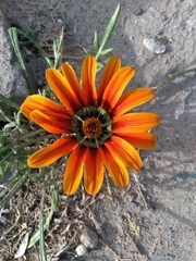 Gazania