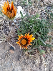 Gazania