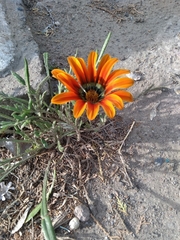 Gazania