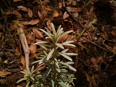 Linochilus rosmarinifolius