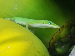Anolis carolinensis