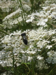 Bicyrtes quadrifasciatus