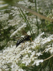 Bicyrtes quadrifasciatus