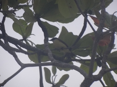 Pitangus sulphuratus