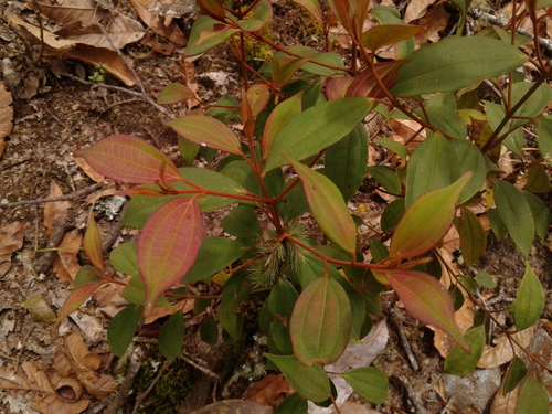 Miconia denticulata