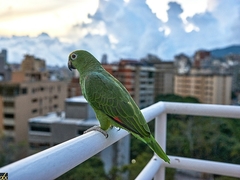 Amazona ochrocephala