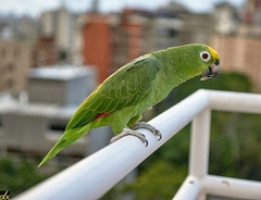 Amazona ochrocephala