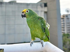 Amazona ochrocephala
