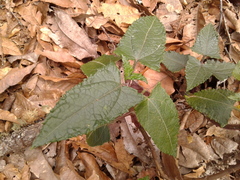 Munnozia senecionidis