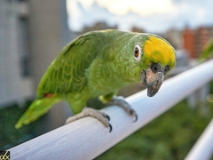 Amazona ochrocephala