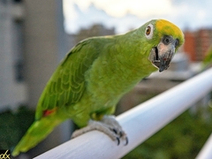 Amazona ochrocephala