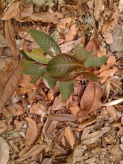 Palicourea angustifolia