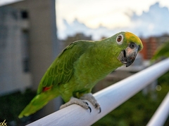 Amazona ochrocephala