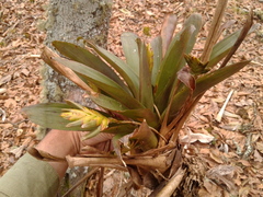 Tillandsia complanata