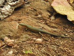 Trachylepis thomensis
