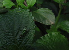 Sibovia sagata
