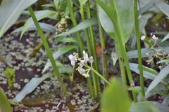 Sagittaria sanfordii